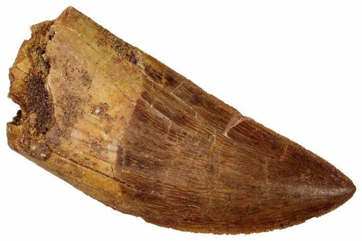 Serrated Carcharodontosaurus Tooth - Large Dinosaur Tooth #329936